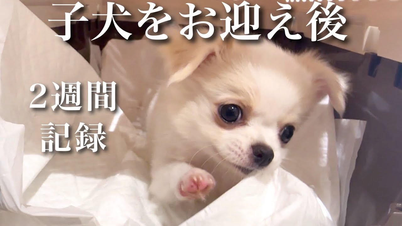【4匹目】チワワ子犬をお迎えしてからの様子🐥