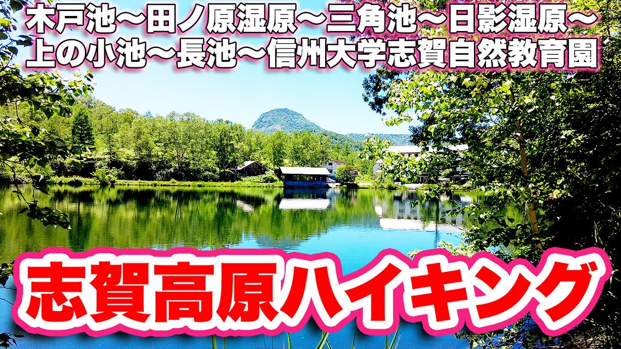 クマに遭遇！？志賀高原でのハイキング！木戸池〜田ノ原湿原〜三角池〜日影湿原〜上の小池〜長池〜信州大学志賀自然教育園【旅行VLOG、レビュー】ワタスゲ、ニッコウキスゲ、アヤメなどを見てきたよ！