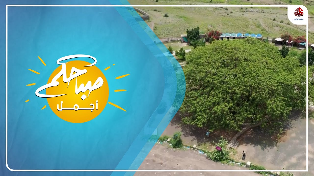 شجرة الغريب في تعز ..  أقدم وأضخم أشجار الجزيرة العربية