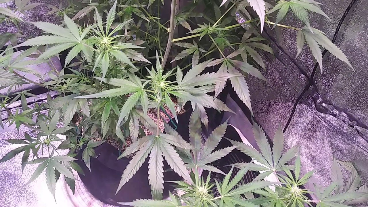 First indoor autoflower grow. Fast buds GSC n Zkittles, Barney's Farm Glue Gelato and LSD