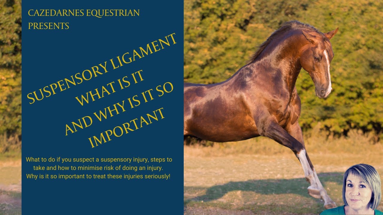 THE SUSPENSORY LIGAMENT AND APPARATUS - Why so Important?