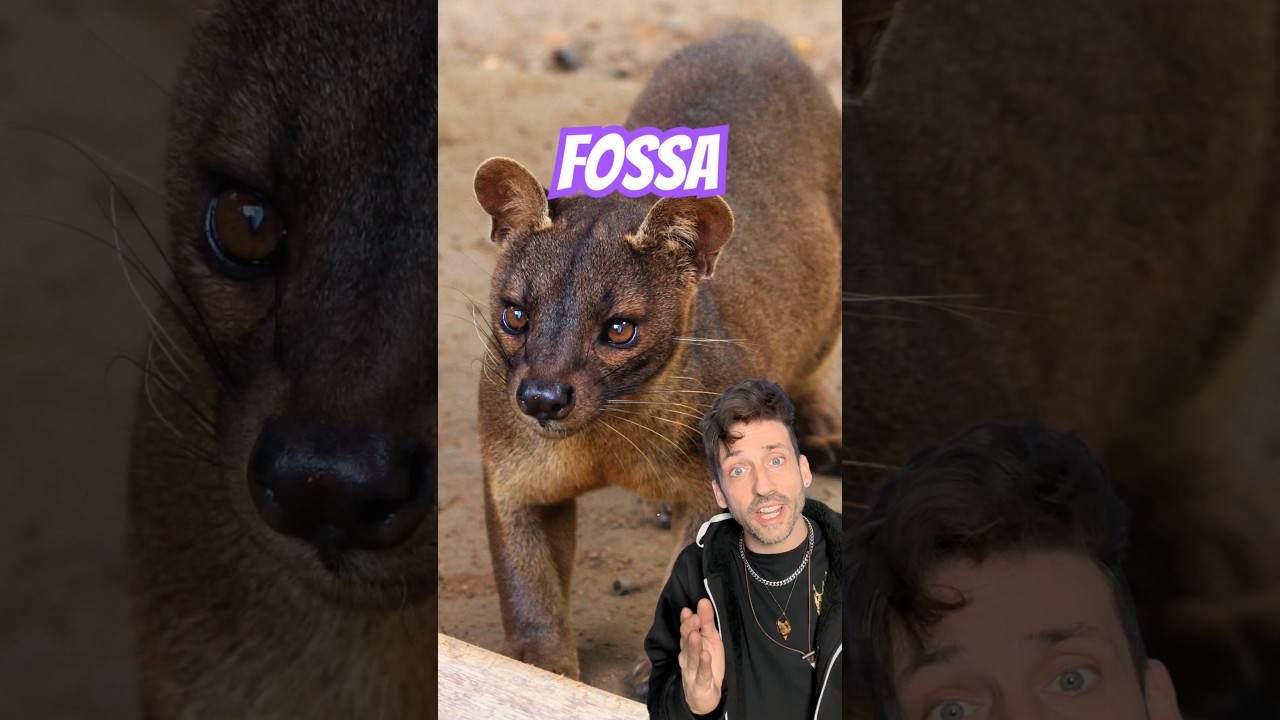Madagascar&rsquo;s Top Hunter 👀 #fossa