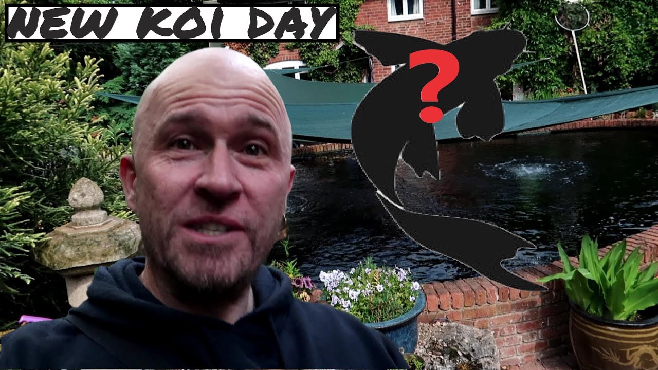 New Koi Day From The Koi Collection