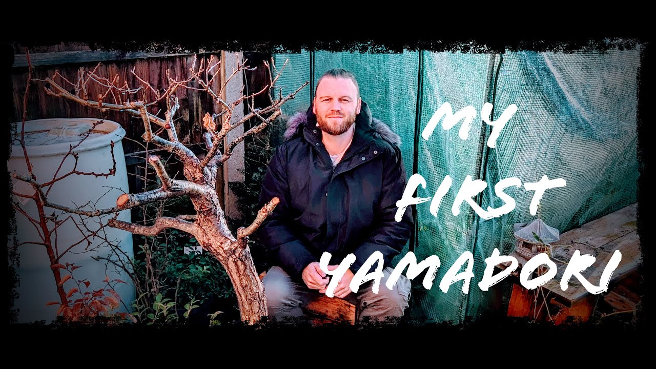 Yamadori: Collecting an English Oak tree for Bonsai.