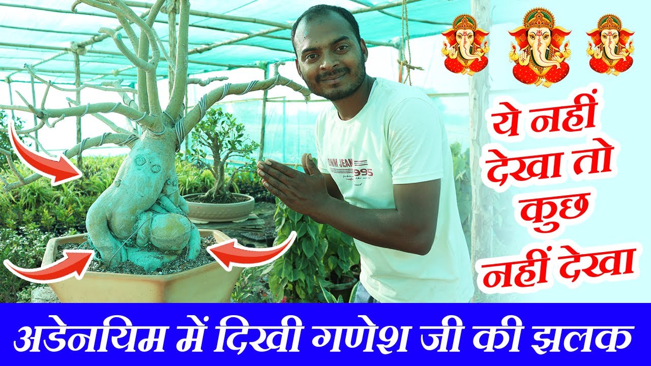 अडेनियम रिपोर्ट करते समय दिखी गणेश जी झलक | Know How to Report Adenium Bonsai at Home | Tips & Trick