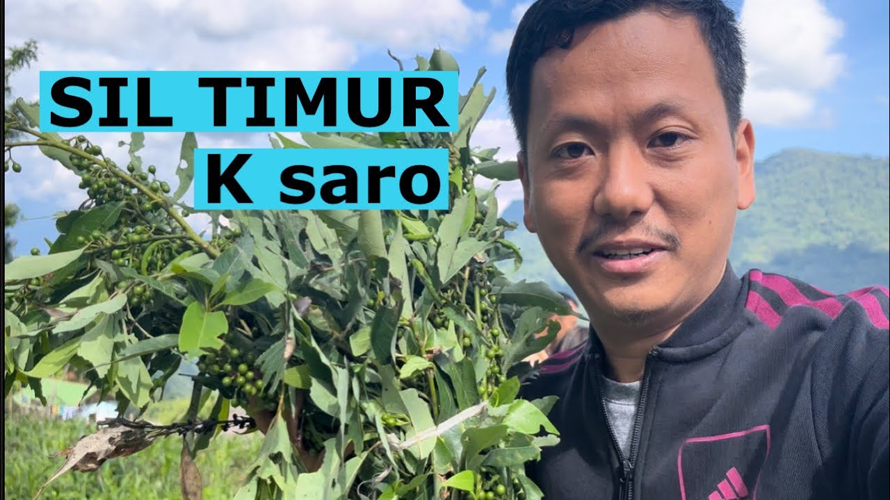 Lindera Neesiana | Harvesting Organic Sil Timur