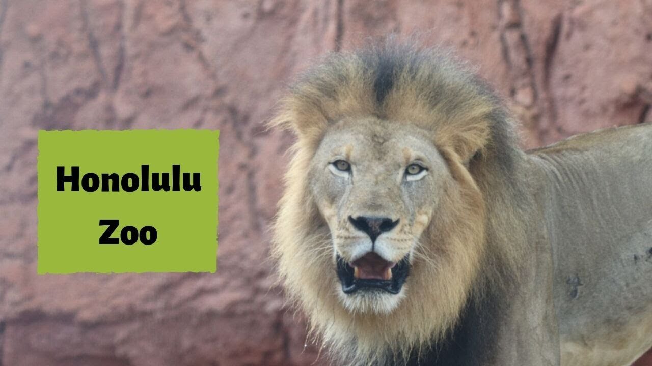 A Visit to Honolulu Zoo