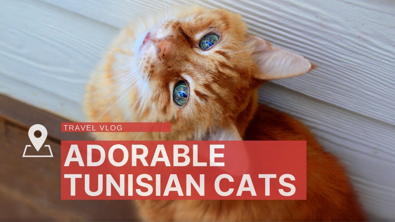 Cats of Tunisia