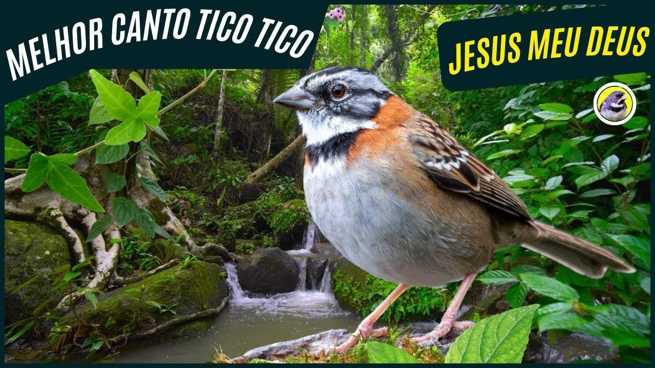 TICO TICO - Jesus meu Deus - COM DOBRO 7 NOTAS
