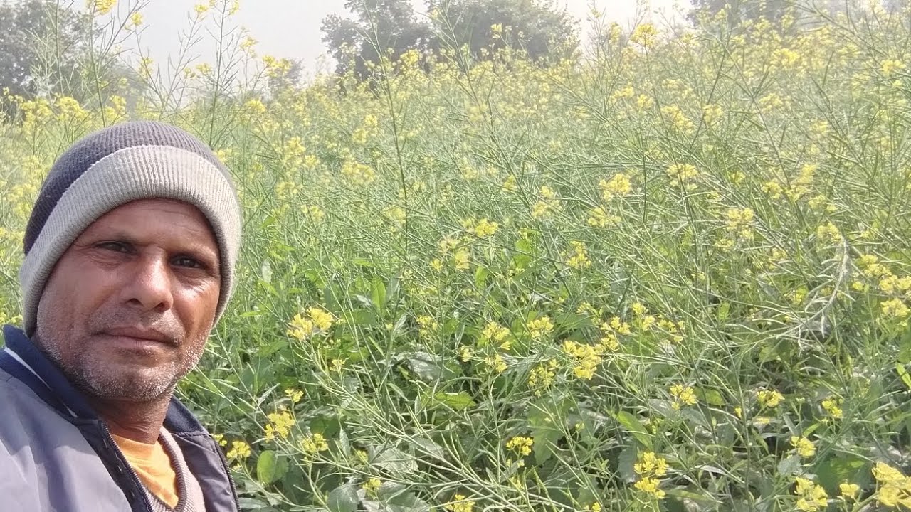 पायोनियर 45s46 हाइब्रिड सरसो मे आंखरी पानी कब दे!!रखे थोड़ी सावधानी सरसो गिरेगी नहीं!!#सरसो_की_खेती