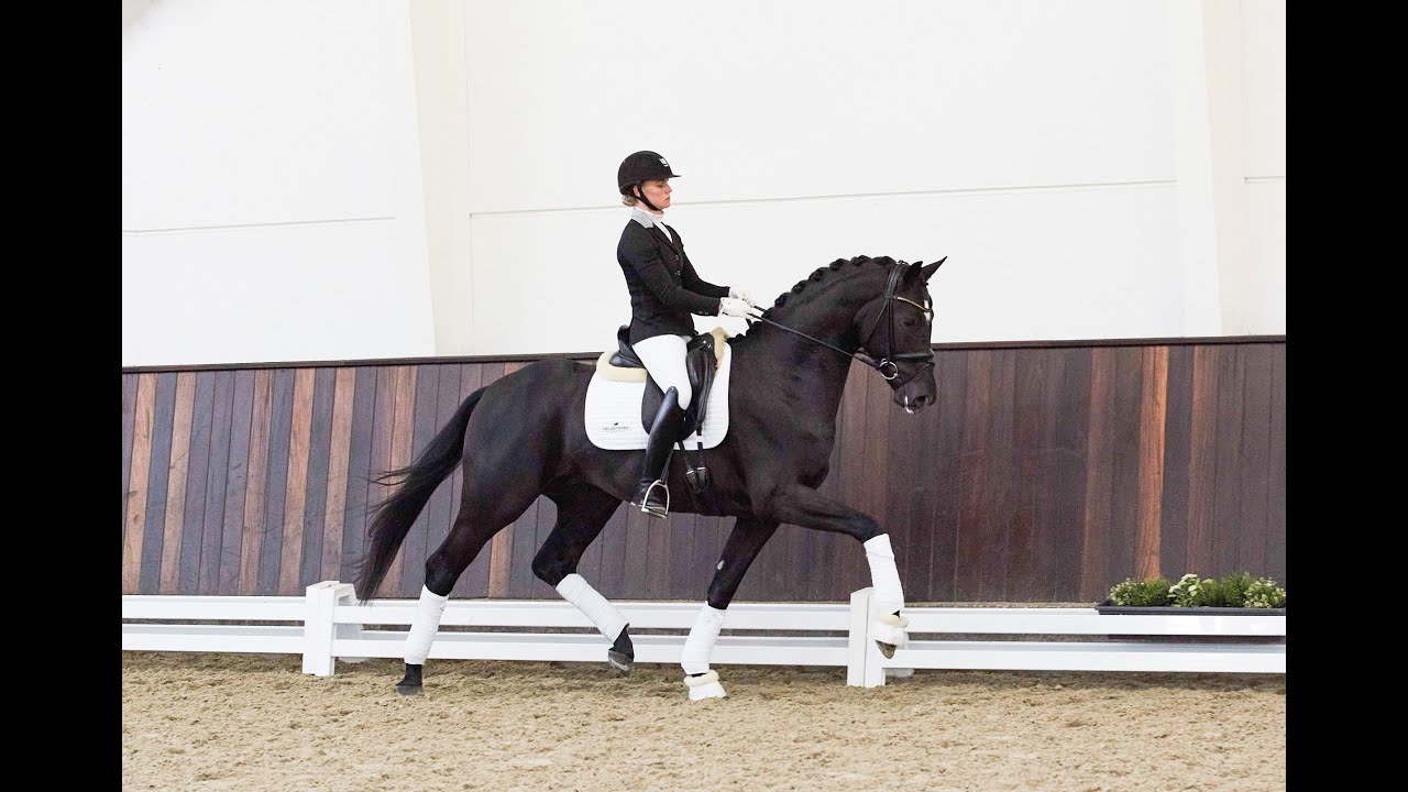 Bonjour - Stallion Collection Schockemoehle & Helgstrand 2021 ENG