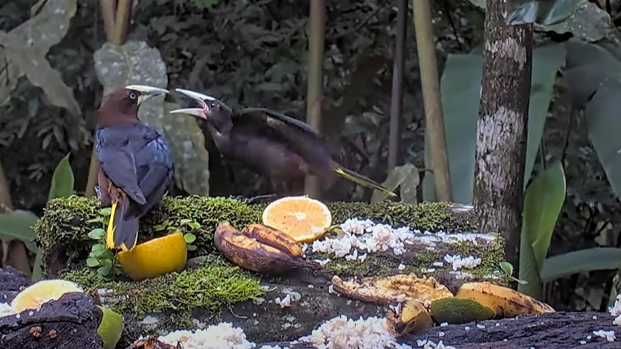 Young Hungry Oropendola Begs For Food at the Canopy Lodge Feeders | June 6  2024