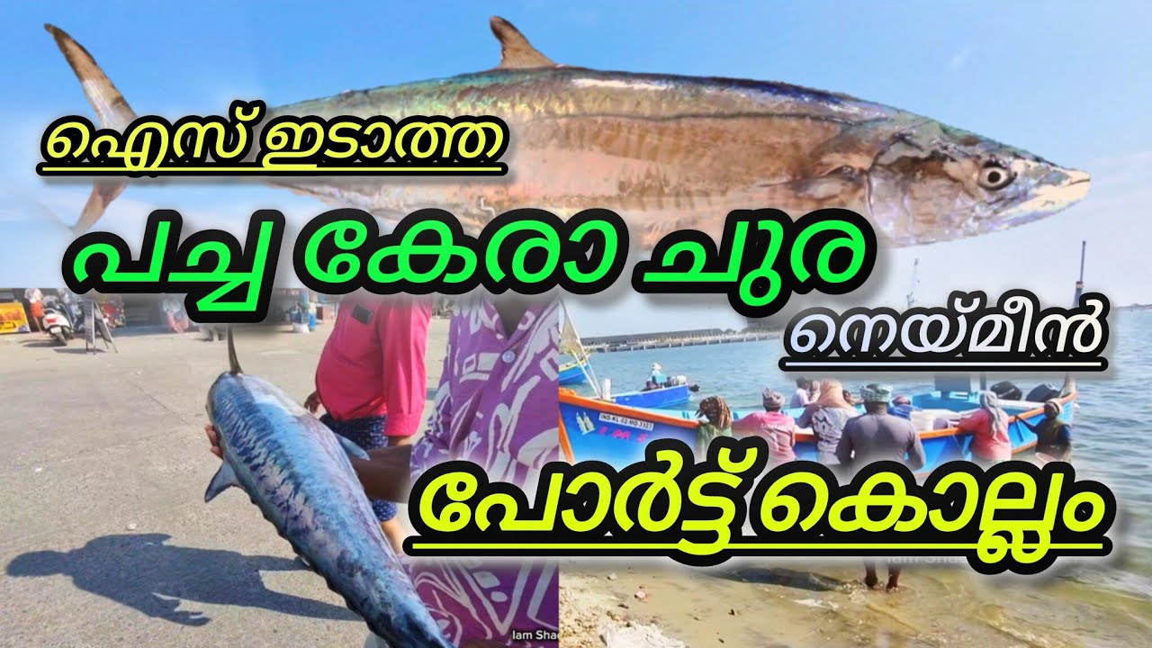 പോർട്ട് കൊല്ലം കടപ്പുറം ചൂര മീനും നെയ്മീനും ലേലത്തിൽ വാങ്ങാം ഓർഡർ ചെയ്തും എടുക്കാം port Kollam fish 