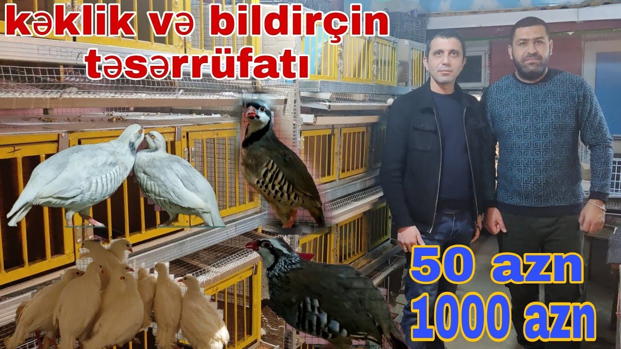Kəklik və bildirçin təsərrüfatı ANAR ATÇILIQ #kəklik #bildircin #mubarizemintv