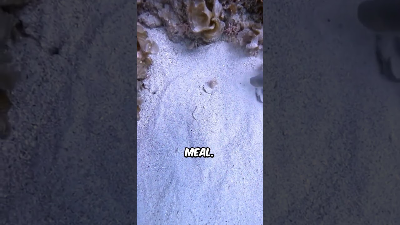 Impressive camouflaged stingray! (@oceanlife.us)