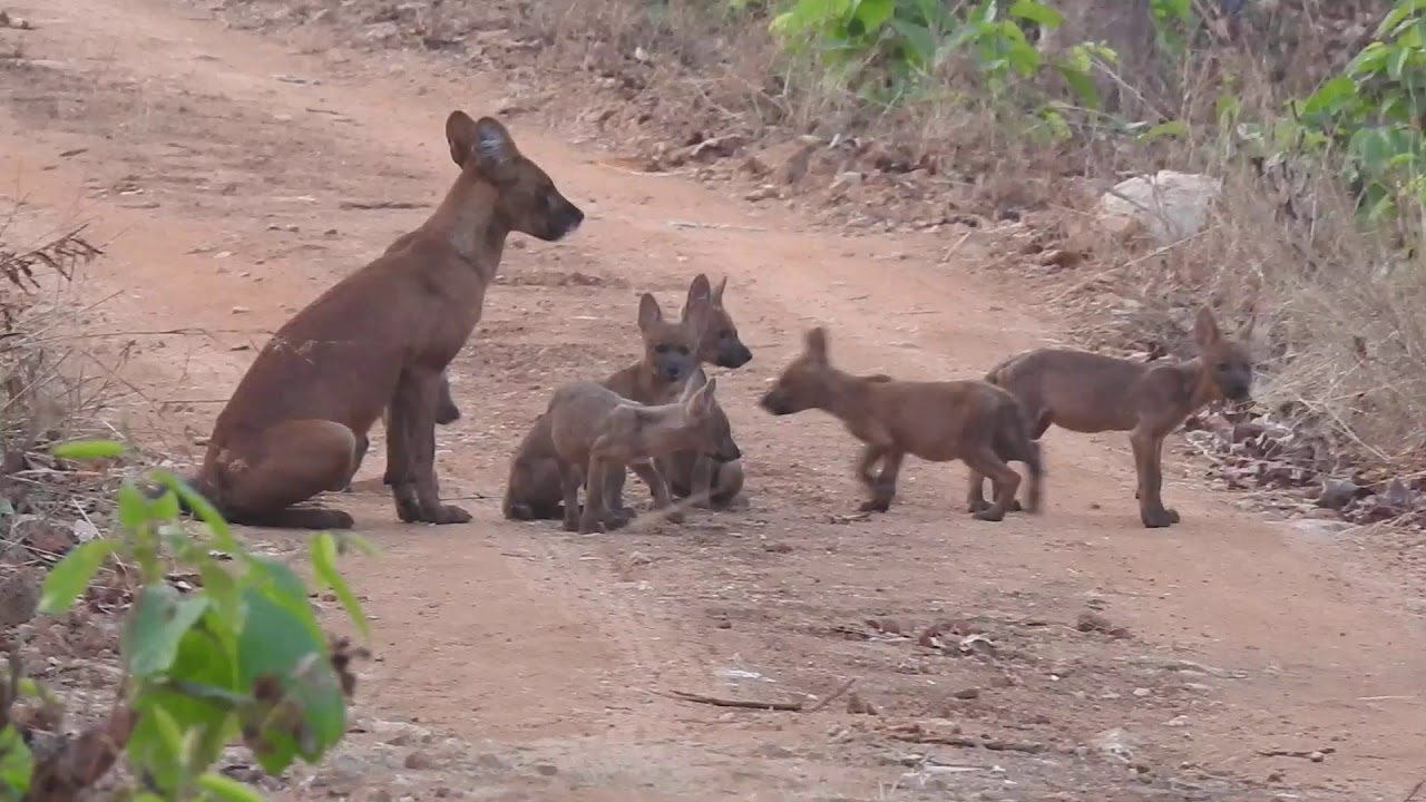 Indian Wild Dog (Dhole) with 7 pups