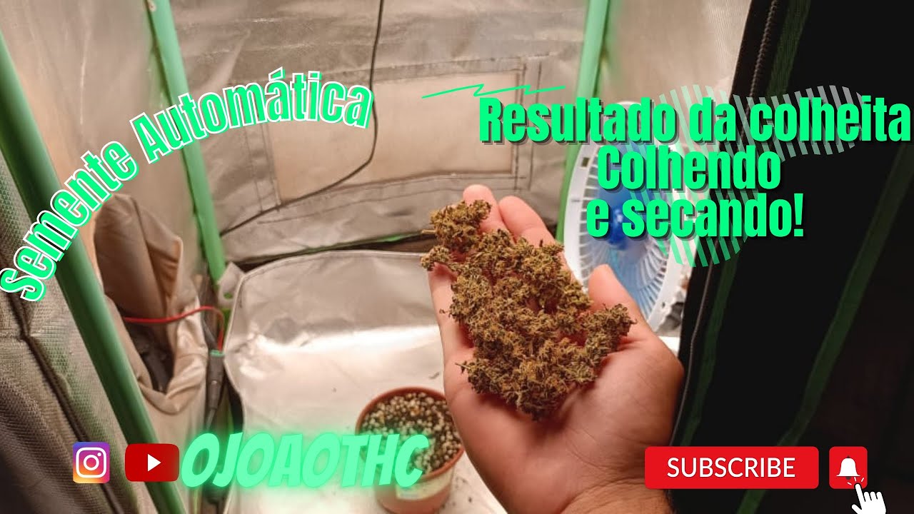 COLHENDO E SECANDO