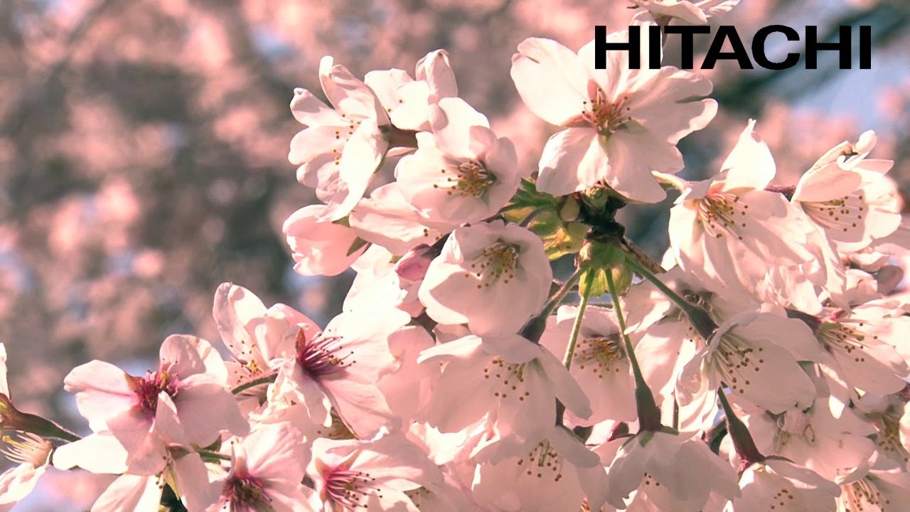 Les magnifiques cerisiers en fleurs au Japon et le sanctuaire Kumano  - Hitachi