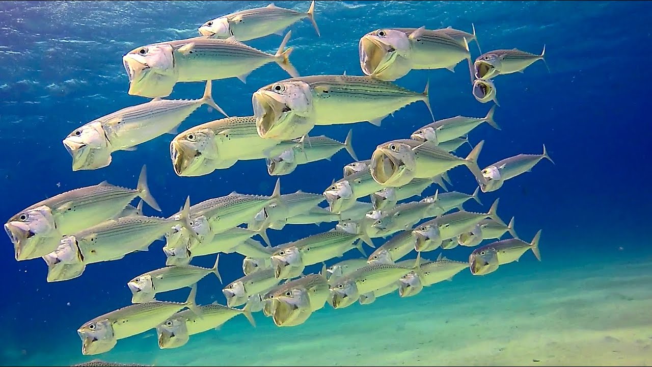 Tauchen im Roten Meer - Ägypten / Marsa Alam