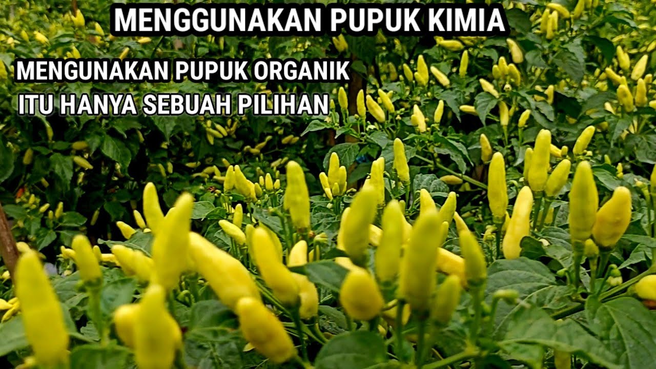 UREA DAN ZA PUPUK TANAMAN CABE.