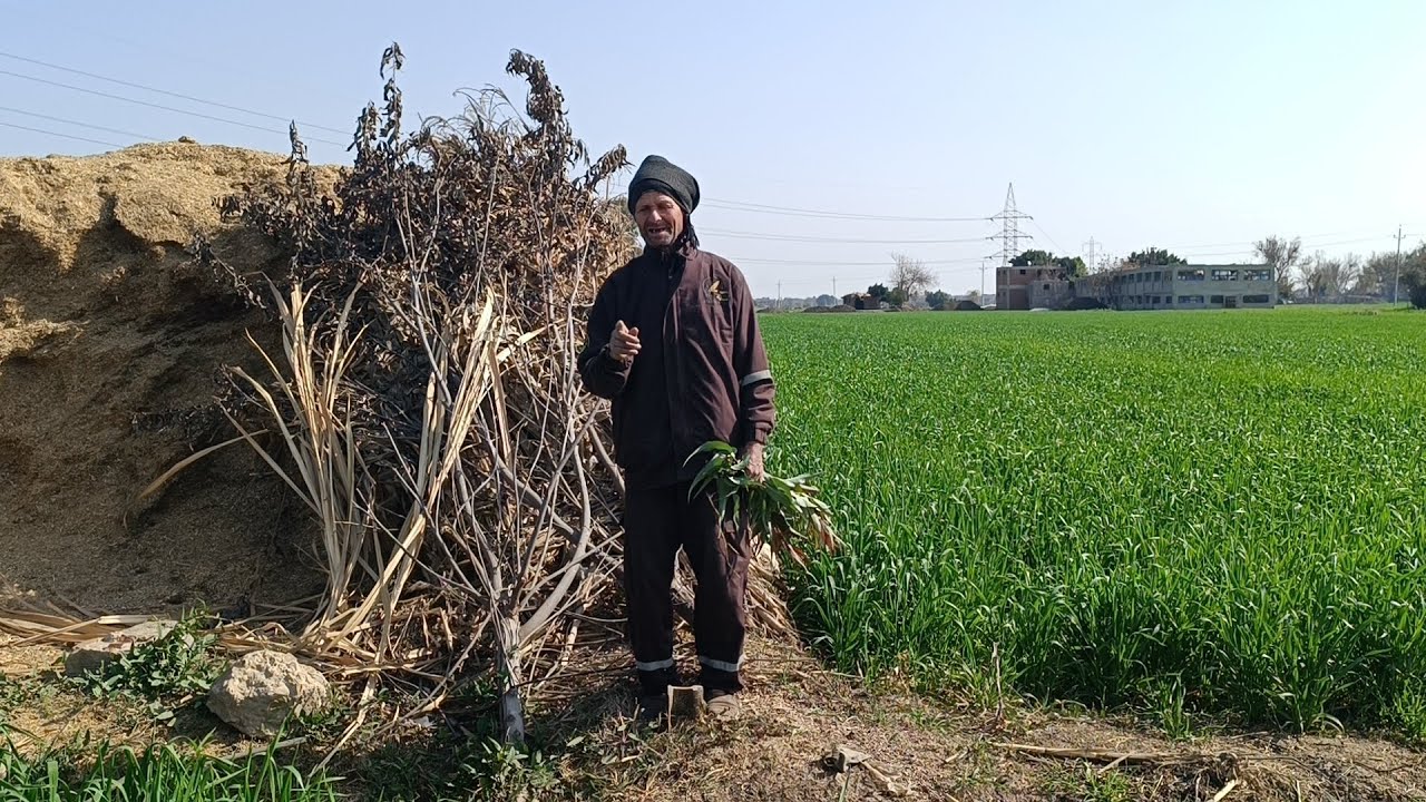 النهارده مع المهندس الزراعي الاستاذ مسعد ابو مرسي هنتعلم ازاي بيتم فرق الحدود في الاراضي الزراعيه