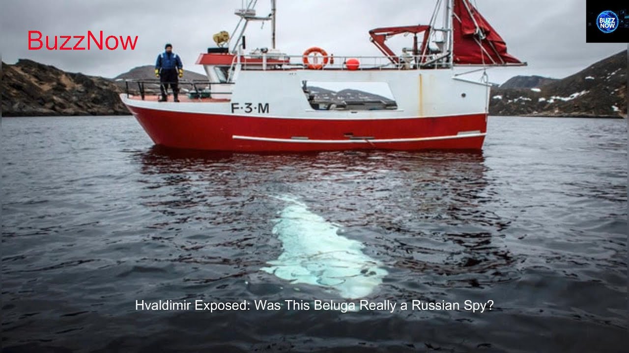 🐟 Was Hvaldimir the Spy Whale? The Truth Behind the Trained Beluga Uncovered! 🐟