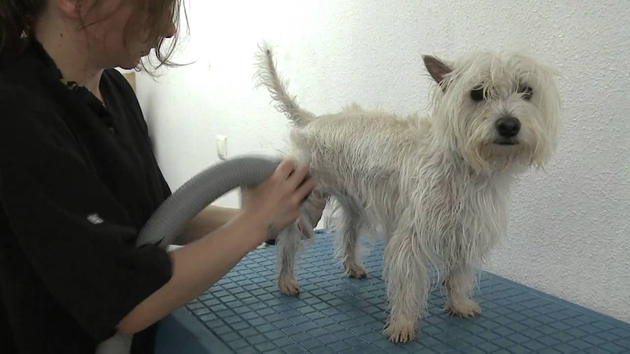 Peluquería Canina, corte West Highland Terrier