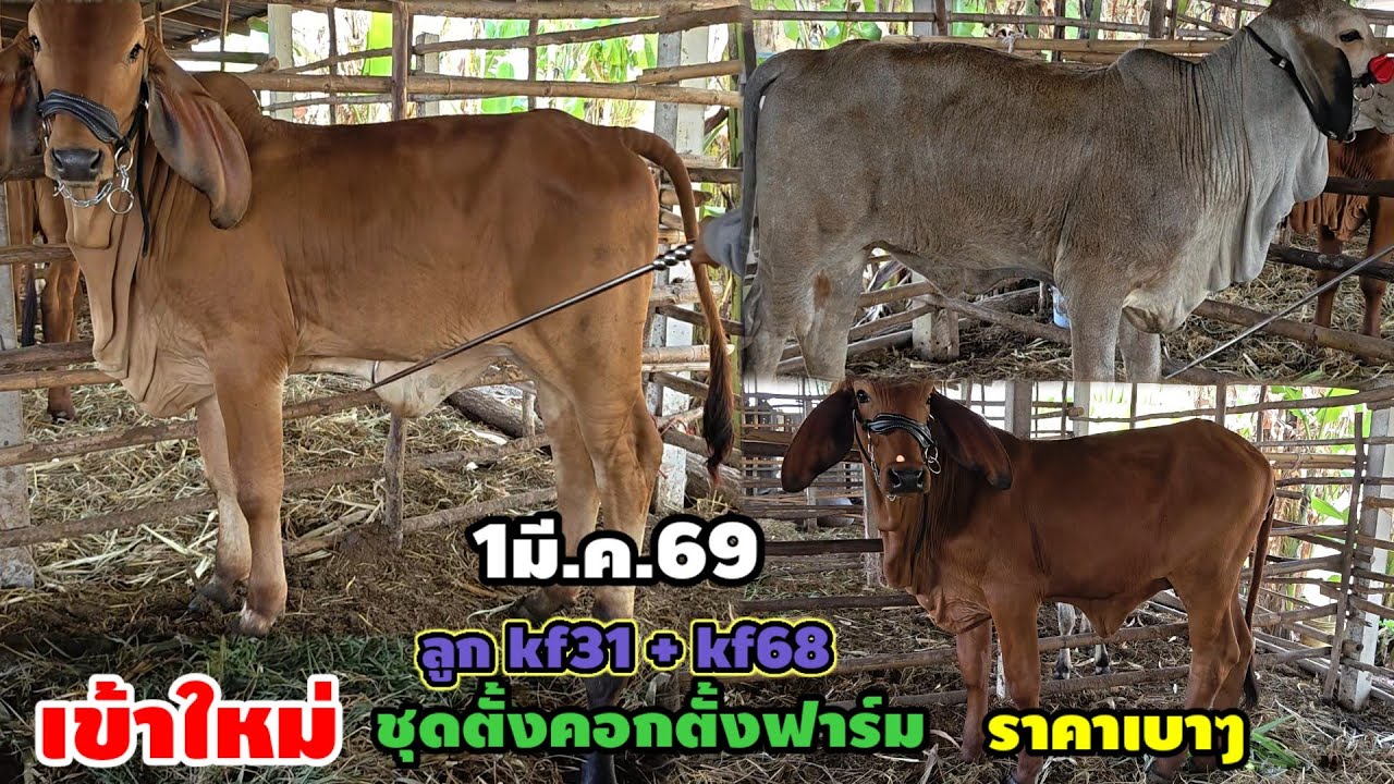 1มี.ค.69 / เข้าใหม่!! วัวสาว ชุดตั้งคอกตั้งฟาร์ม ลูก kf31 + kf68 ราคาเกษตรกรจับต้องได้.@คอกน้องแนน