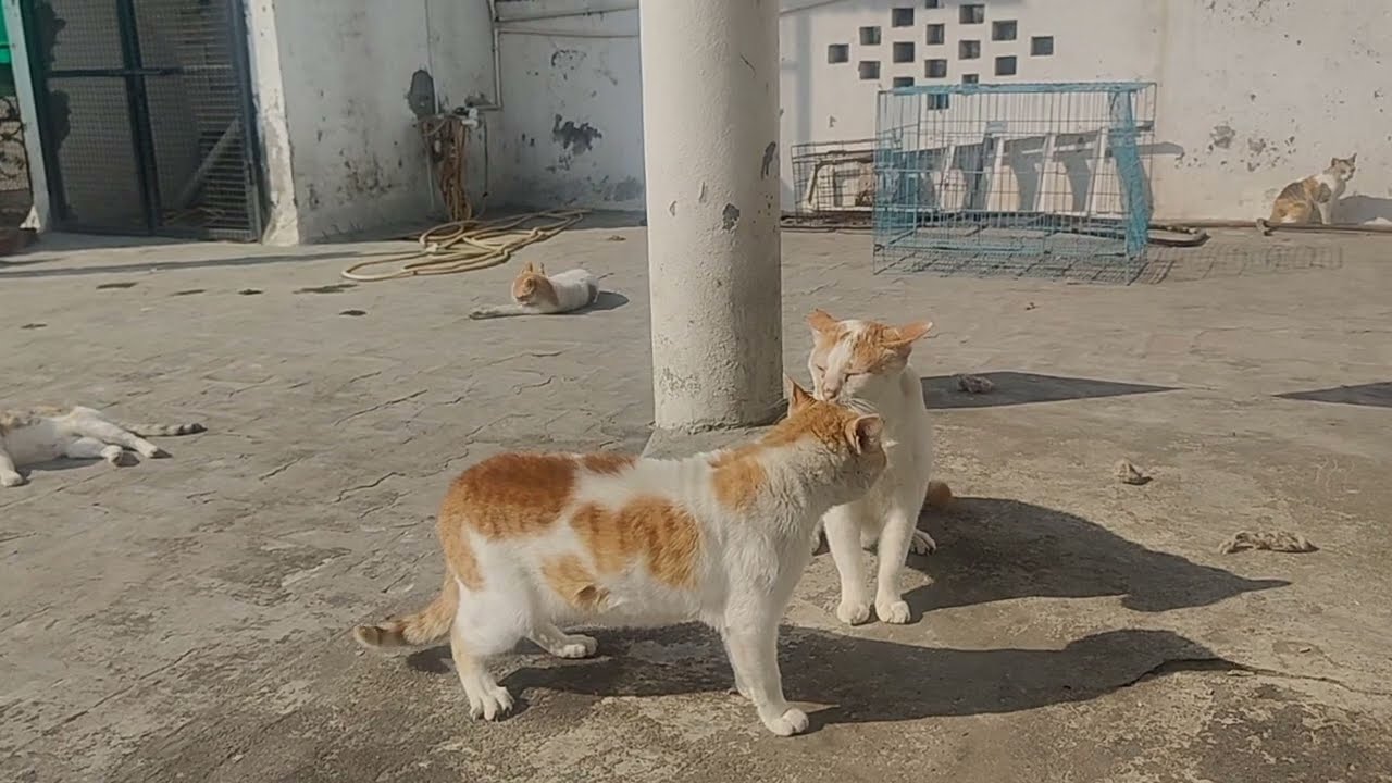Cat funny fights | double check ♥️