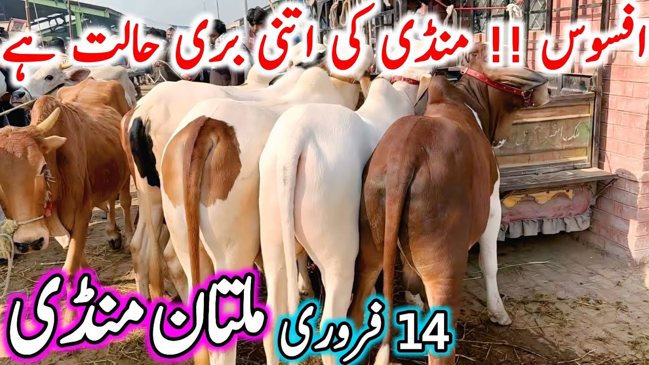 Today Multan Cow Mandi Fresh Latest Update | Cholistani Ablak Sahiwal Bachre & Cows | Cow Mandi 2025