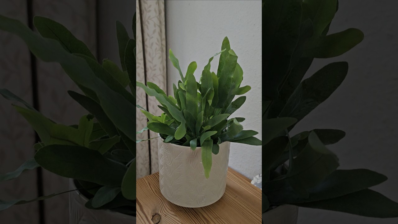 Папоротник «Голубая звезда» (Phlebodium aureum)