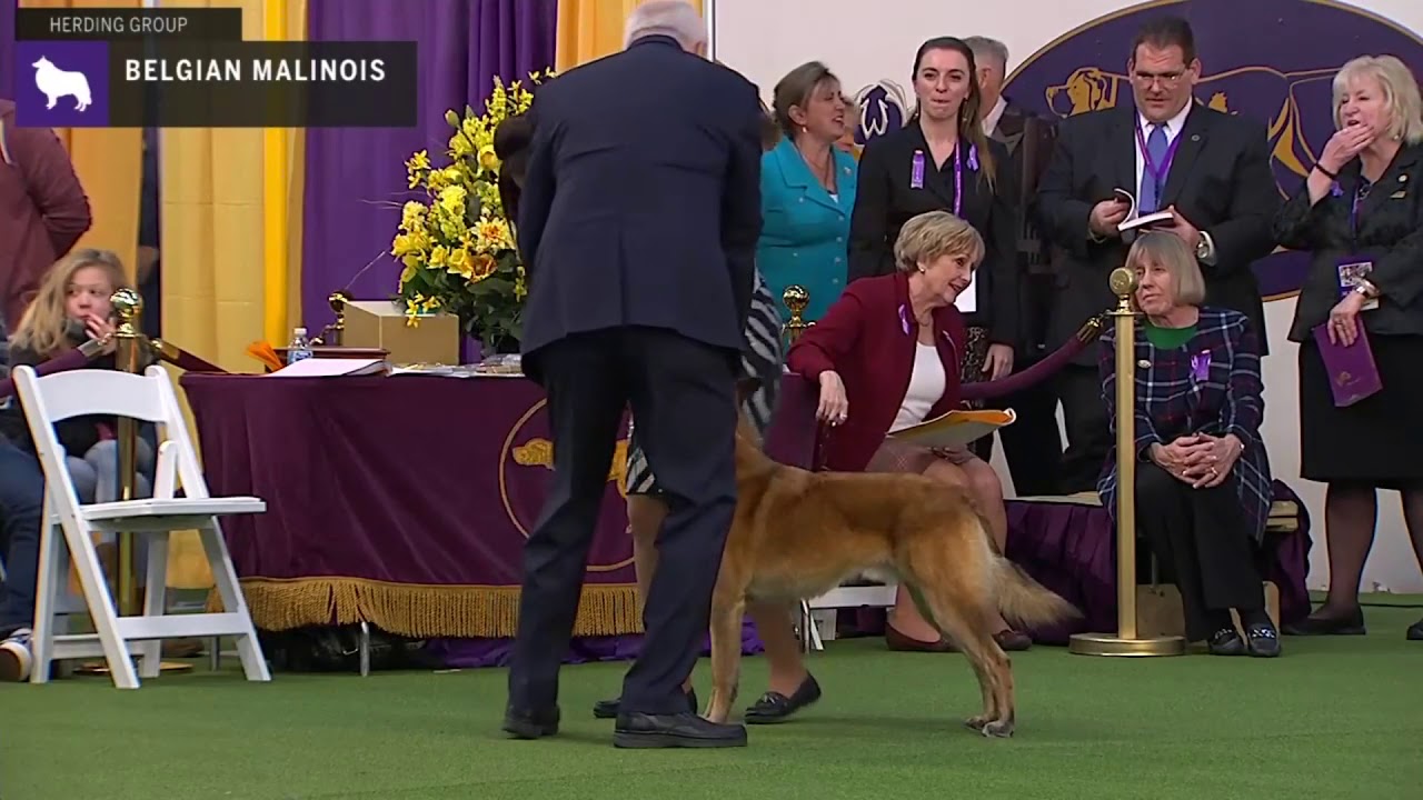 Belgian Malinois | Breed Judging 2020