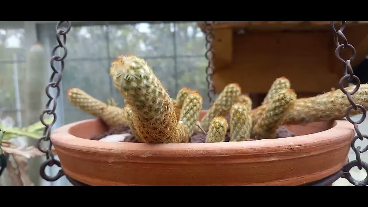 Fall Greenhouse Tour Part 3 , Cactus and Stepeliads 