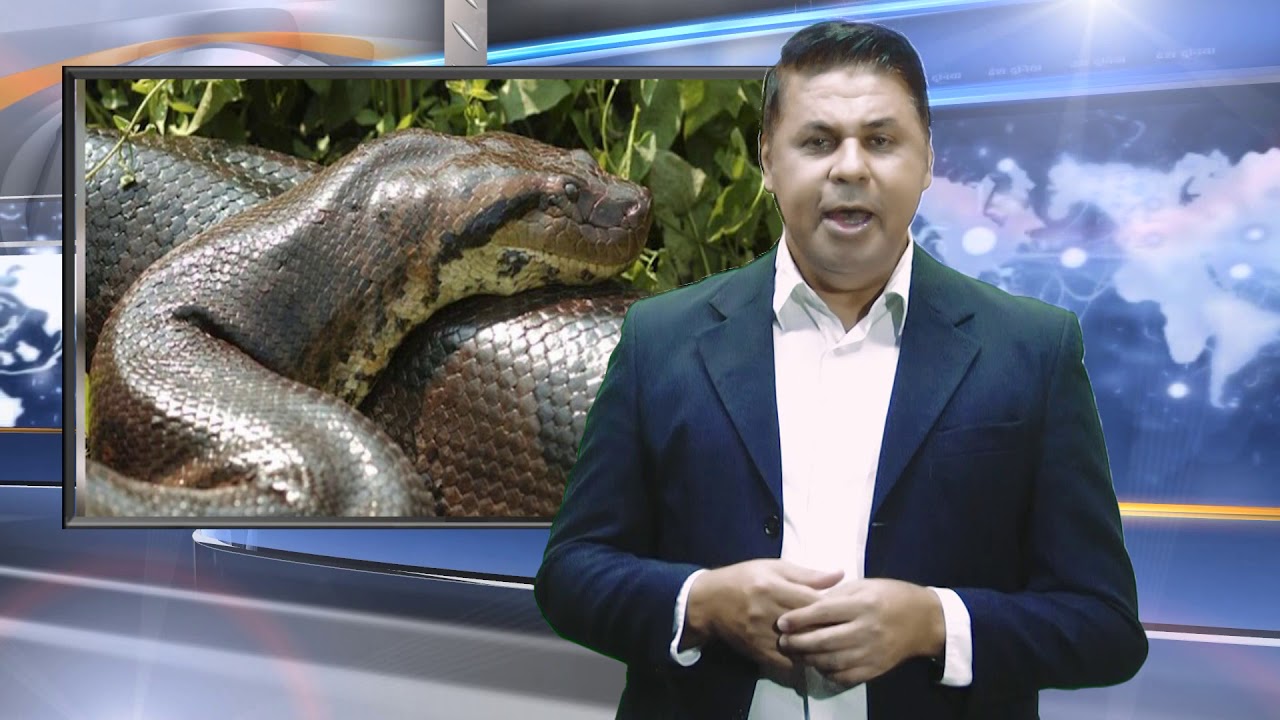 Sucuri gigante ataca família no Mato Grosso do Sul - Giant anaconda attacks family in Brazil