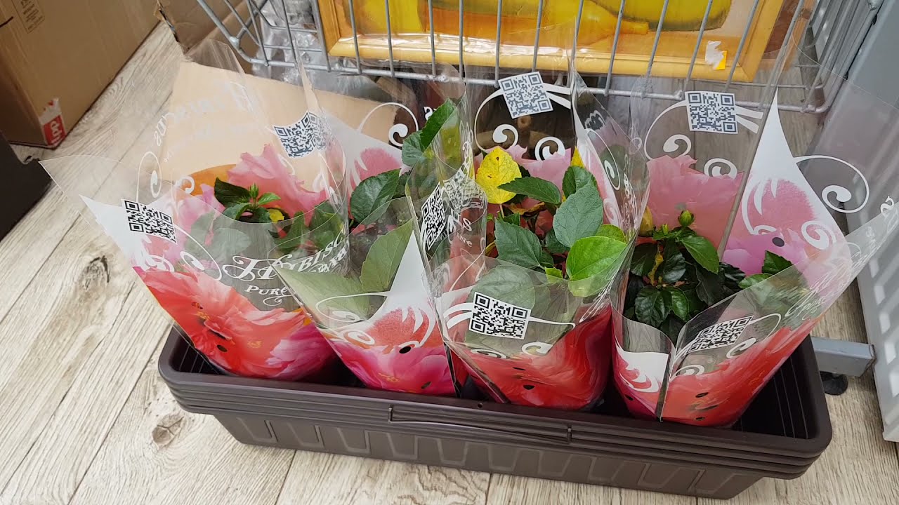 Hibiskusy - nowe nabytki + rarytas hibiskus oraz moje dawne hibiskusy i problemy... 20 III.2021r