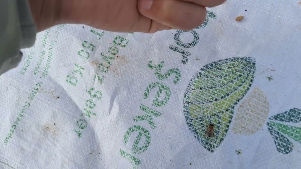 ‼️Varrova tehditlerine sonn↩️ #varroa#beekeeper#arıcılık #mücadele #ball 