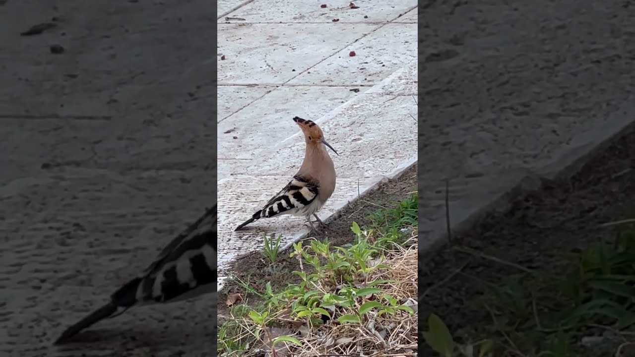 Hit the road hoopoe…
