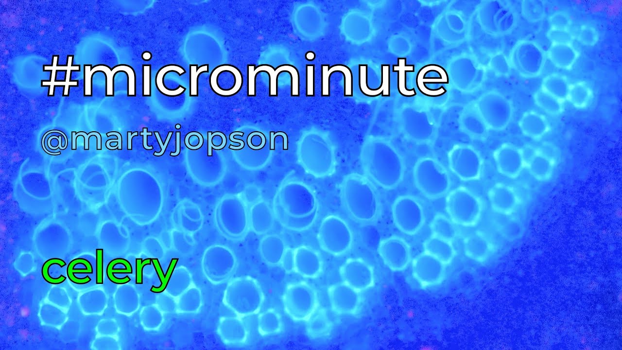#microminute 34 celery