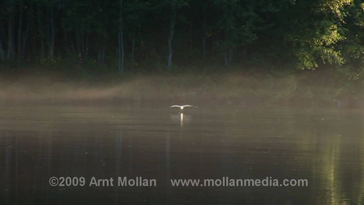 The brown trout and the mayfly..... two miracles