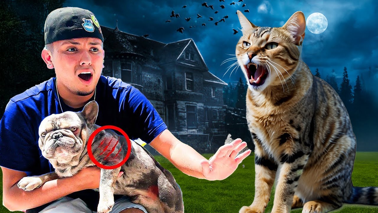 My DOG Got ATTACKED By A CAT!!