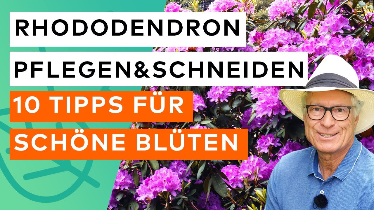 Rhododendron pflegen  ✅👨‍🌾 10 Tipps für prächtige Blüten