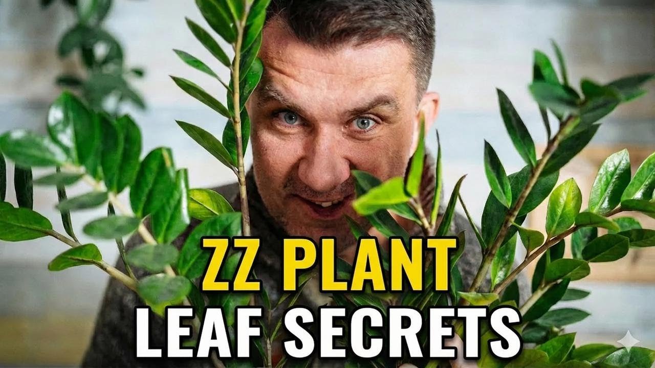 ZZ Plant Care & Repotting Made Easy: The Complete Guide