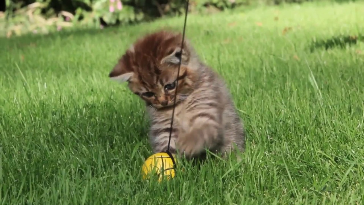 kitty dub step