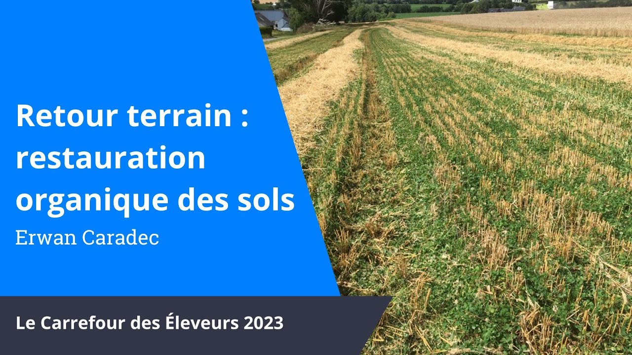 Semis direct sur couvert de trèfle blanc nain, retour d’expérience de Erwan Caradec