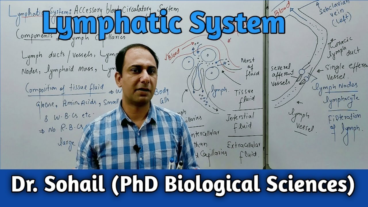 Lymphatic System | Accessory Blood Circulatory System | MDCAT | NEET | Urdu/Hindi