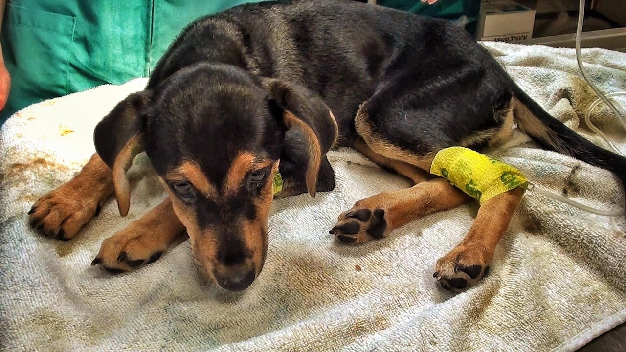 Pretty Dangerous Scenario for this Puppy...