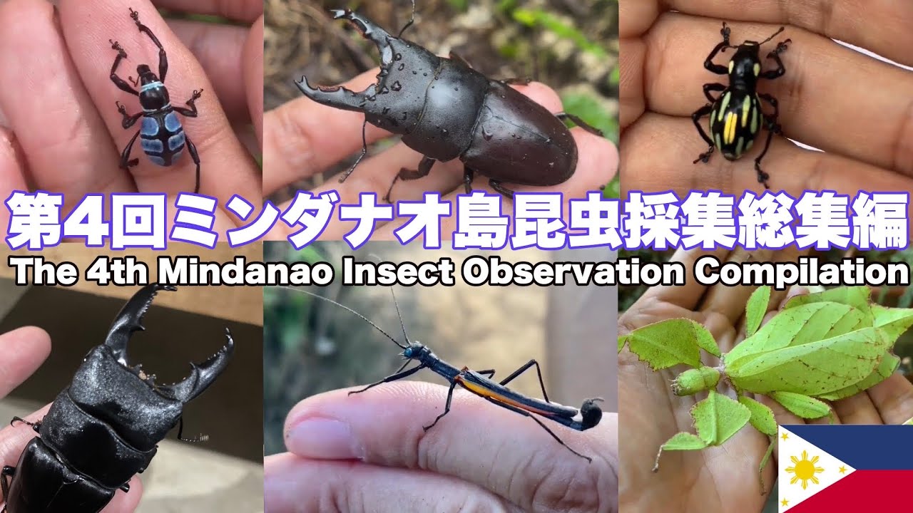 第4回 ミンダナオ島 昆虫採集総集編。フィリピン昆虫採集。未記載種新種発見！夏休み 虫取り Insect Observation Compilation in Mindanao Philippines