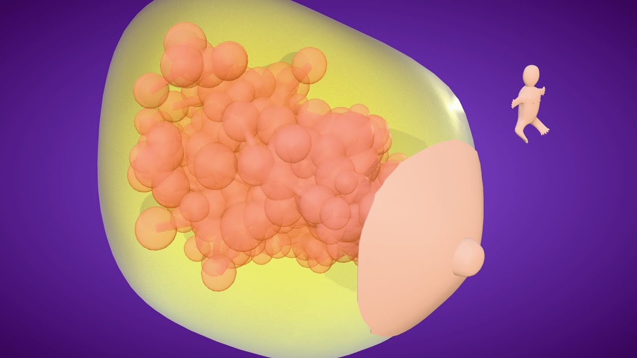 3D Embryology of the Breast (Mammary Glands)