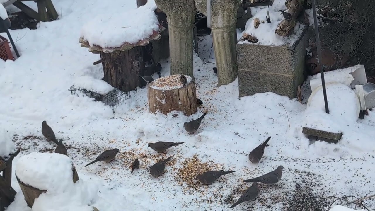 More dove invasion 