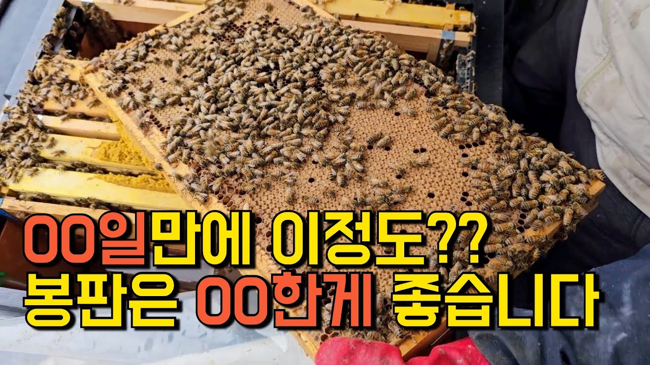 봄벌을 깨웁니다 이제 슬슬 움직여야죠??